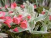 Pulmonaria rubra Da...